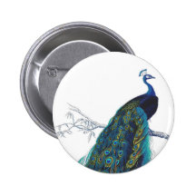 Paon bleu avec de belles plumes de queue badges avec agrafe