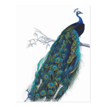 Paon bleu avec de belles plumes de queue carte postale