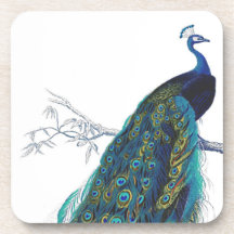 Paon bleu avec de belles plumes de queue sous-bock