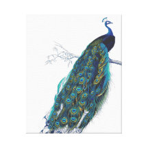 Paon bleu avec de belles plumes de queue toile tendue sur châssis