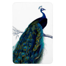 Paon coloré élégant bleu vintage magnet en vinyle