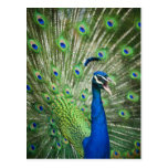 Paon criard cartes postales