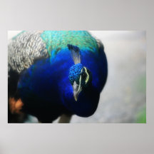 Paon Posters