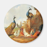 Paons et poulets aimants