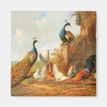 Paons et poulets aimants