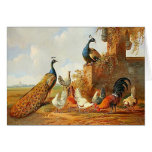 Paons et poulets carte de vœux