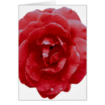 Papeterie - carte de note I - rose rouge rouge