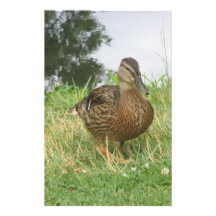 Papeterie femelle de canard de Mallard Motifs Pour Papier À Lettre