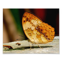 Papillon aux pieds de brosse rustique photographie