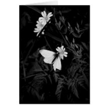 Papillon blanc en bois cartes