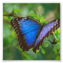 Papillon bleu photo