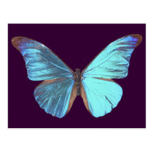 Papillon bleu assez iridescent carte postale
