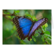 Papillon bleu carte