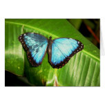 Papillon bleu de Morpho Carte De Vœux