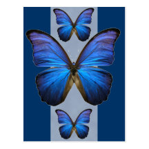 Papillon bleu magnifique de Morpho Cartes Postales