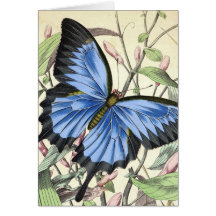 Papillon Carte De Vœux