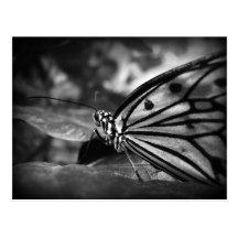 papillon carte postale