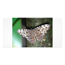 Papillon Cartes Avec Photo
