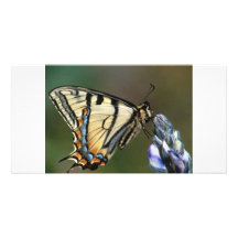Papillon Cartes Avec Photo