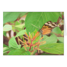 Papillon Cartes De Vœux