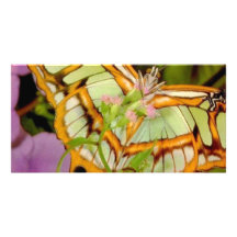 Papillon Cartes De Vœux Avec Photo