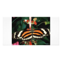 Papillon Cartes De Vœux Avec Photo