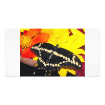 Papillon Cartes De Vœux Avec Photo