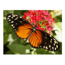 Papillon Cartes Postales