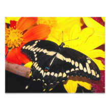 Papillon Carton D'invitation