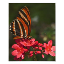 Papillon de Brushfoot Photos