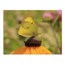 Papillon de fleur de cône cartes postales