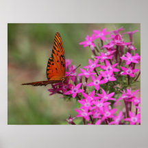 Papillon de fritillaire de Golfe sur la toile, ver Posters