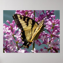 Papillon de machaon de tigre posters