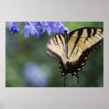 Papillon de machaon de tigre sur la copie de toile affiches