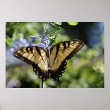 Papillon de machaon de tigre sur la copie de toile affiches