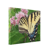 Papillon de machaon de tigre toiles tendues sur châssis