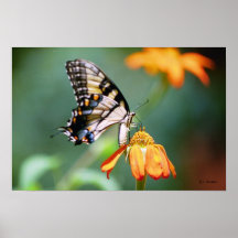 Papillon de machaon sur Tithonia 2 Posters