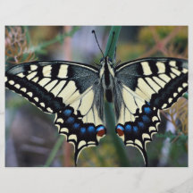 Papillon de machaon tract