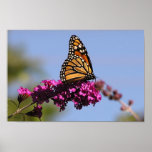 Papillon de monarque affiche