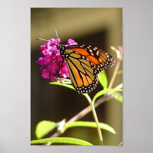 Papillon de monarque affiches
