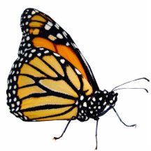 Papillon de monarque découpage en acrylique