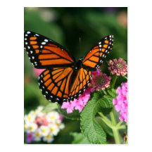Papillon de monarque sur la fleur de Lantana Cartes Postales
