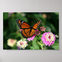 Papillon de monarque sur la fleur de Lantana Poster