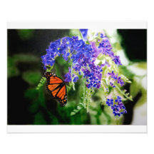 Papillon de monarque sur les fleurs pourpres photographe