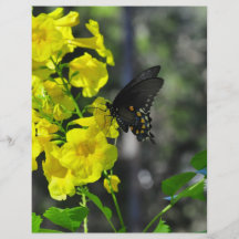 Papillon du Texas Prospectus En Couleur
