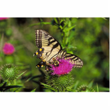 Papillon et abeille de machaon sur le chardon photo sculpture