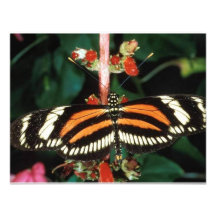 Papillon Faire-part