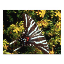 Papillon Faire-parts