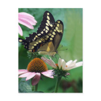 Papillon géant de machaon sur des fleurs cartes postales