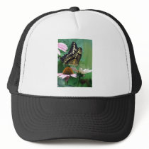 Papillon géant de machaon sur des fleurs casquettes